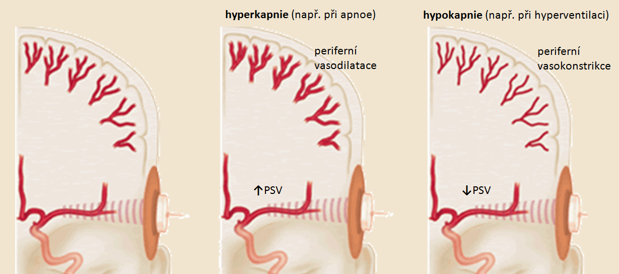 Průtok tepnou při hyper- a hypokapnii